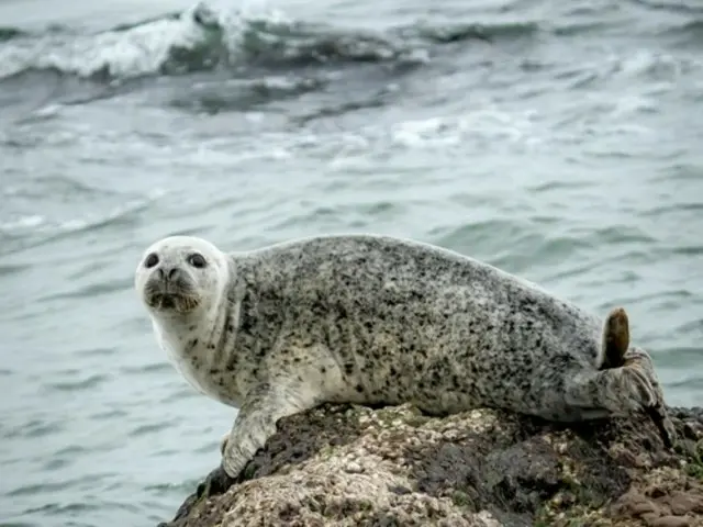 Seekor anjing laut tutul mati, harta nasional, ditemukan di lepas pantai Pulau Baengnyeong (Korea Selatan)