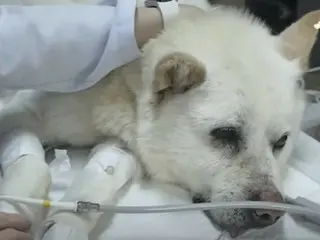 Anjing dengan 70 peluru tertanam di tubuhnya: "Sungguh ajaib dia masih hidup" - Korea