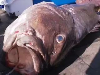 Lima "ikan laut dalam legendaris" sepanjang 1,7 m ditangkap di Busan... "Apakah ini tanda gempa bumi?"