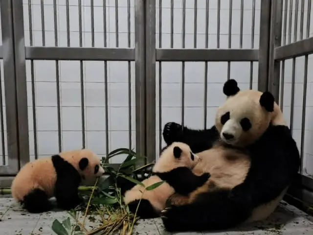 Bayi panda kembar akan muncul di saluran Everland!