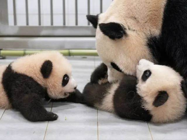 Panda kembar pertama di Korea Selatan, "Rui & Hui", lahir pada bulan Juli tahun ini dan memulai hidup bersama ibu mereka Aibao!